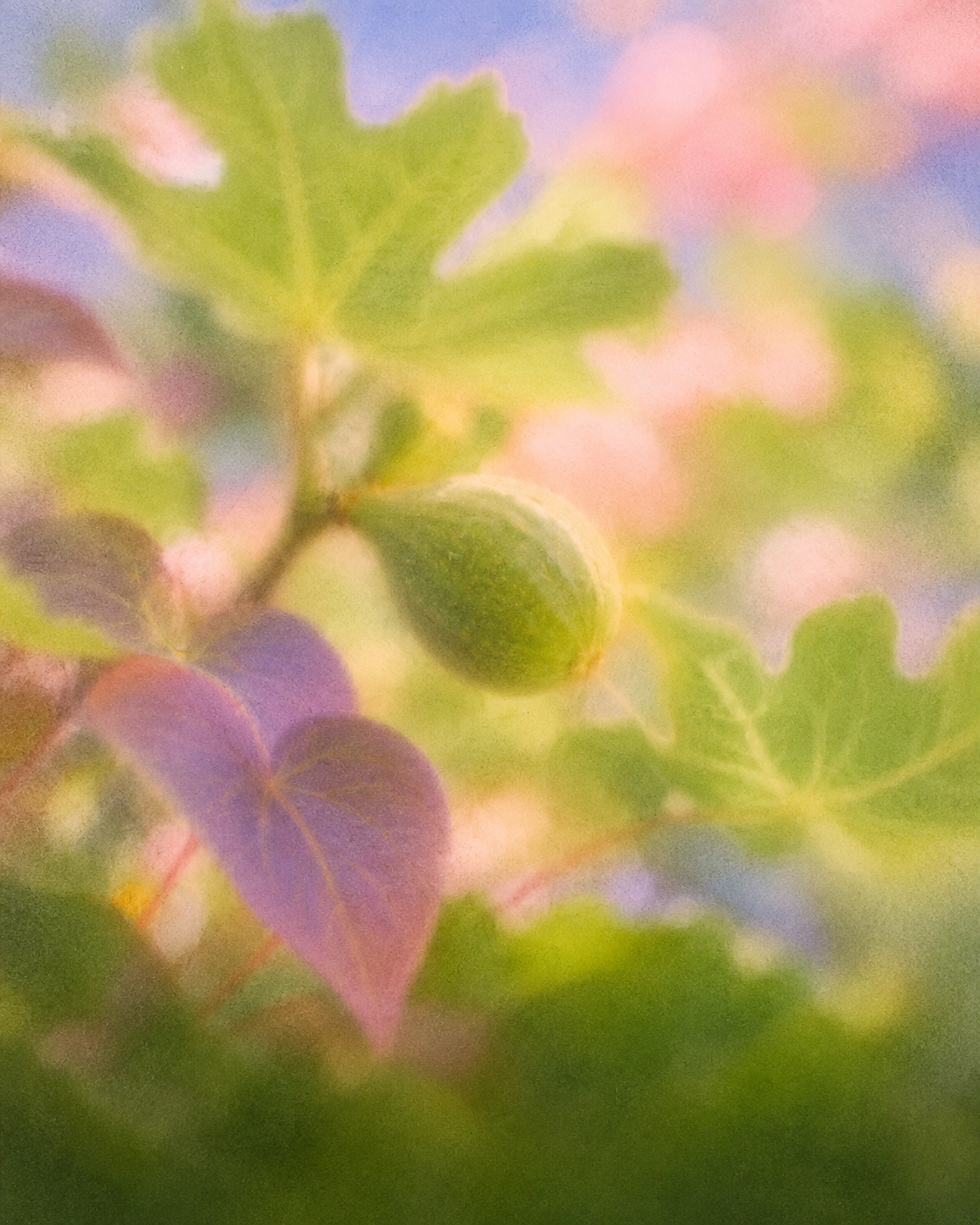 GREEN FIG & VIOLET LEAF