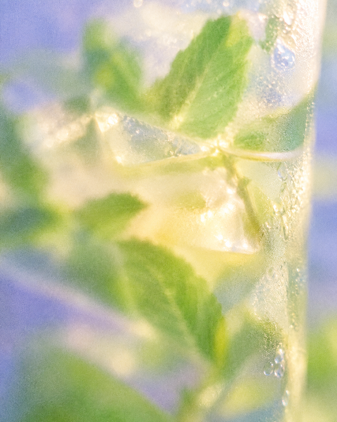 WHITE TEA & FROZEN MINT